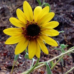 Meet your Posher, Rocio